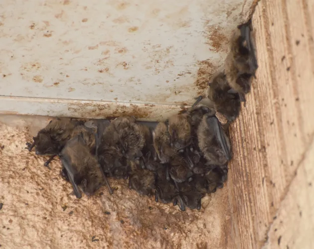 Little brown bats make late summer appearances
